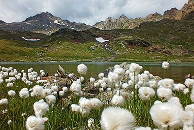 Giro ad anello della Punta di Ercavallo (3063 m.) dal Rif. Bozzi il 13 ag. 2013  - FOTOGALLERY