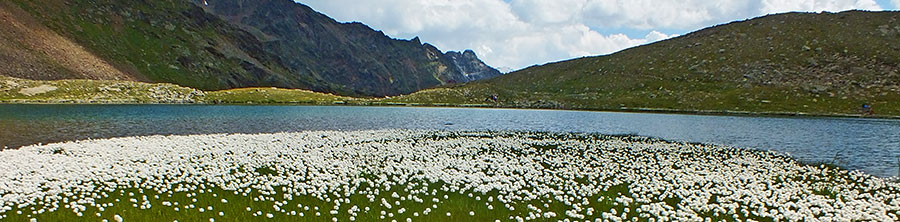 Distesa di eriofori al Lago d'Ercavallo