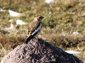 Zigolo delle nevi (Plectrophenax nivalis) in manto invernale ai Piani dell’Avaro - foto Piero Gritti 1 dic. 07