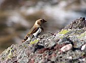 Zigolo delle nevi (Plectrophenax nivalis) in manto invernale ai Piani dell’Avaro - foto Piero Gritti 1 dic. 07