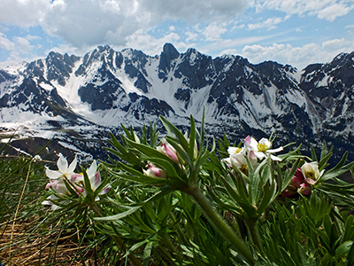MONTE GARDENA (2117 m) dai Fondi di Schilpario, il 25 maggio 2014 - FOTOGALLERY