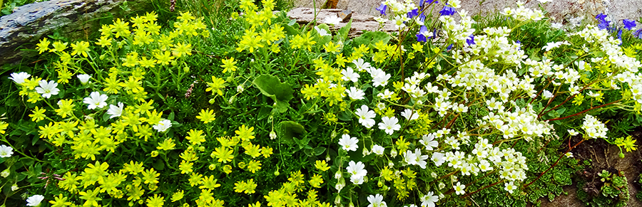 Slpendido bouquet variegato di fiori d'alta quota