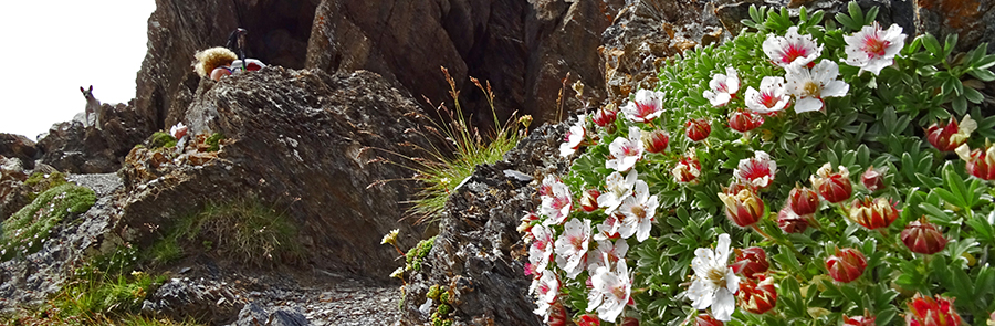 Potentilla nitida in vetta al Gleno