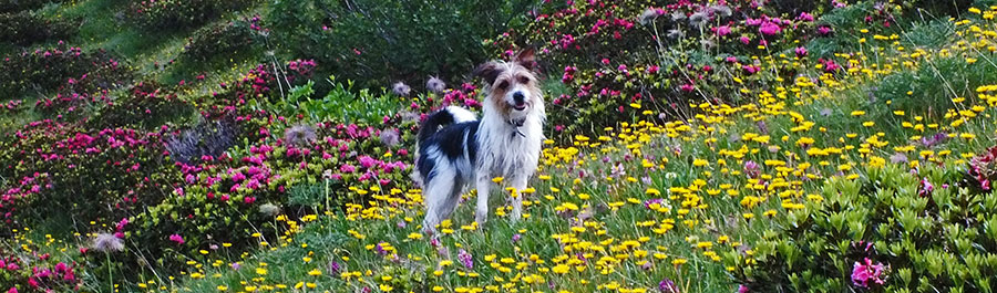 Tappo tra fiori giallo di tarassaco e rossi di rododendro