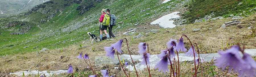 Soldanella alpina