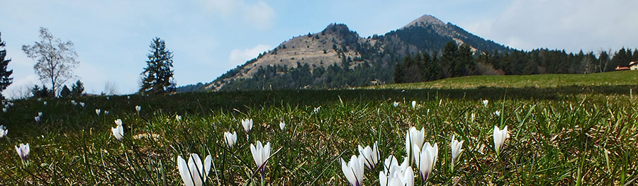 Crocus con Colombina al Monte di Lovere sull'altoèpiano di Bossico