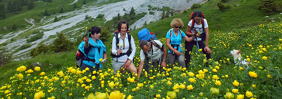 Distese di botton d'oro nella Valle dell'ombra