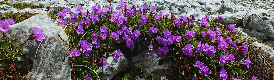 Distese di Primula di Lombardia