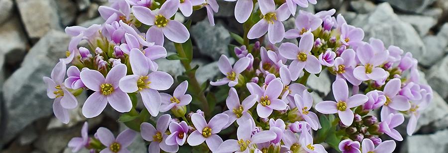 Erba storna rotundifolia