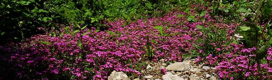 Bellissime estese fioriture