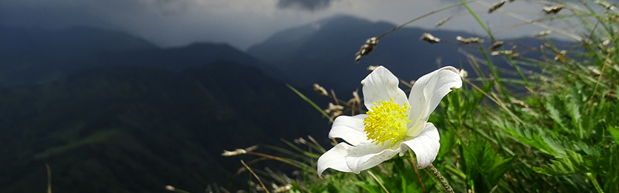 Anemone narcissino con nuvoloni minacciosi