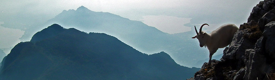 Capretta sui dirupi