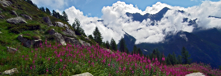 Splendide fioriture 