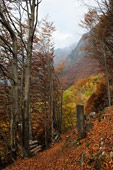 Splendidi colori autunnali