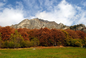 Faggi dai colori infuocati