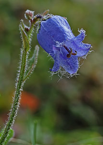 Campanula a Foppolo