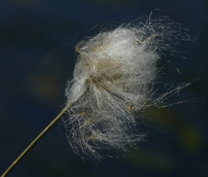 Eriophorum angustifolium
