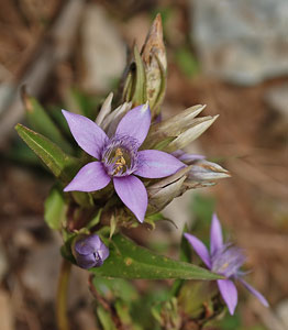 Genzianella germanica