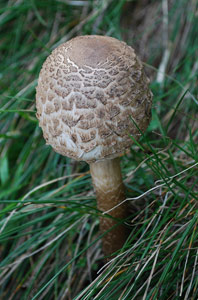 Mazza di tamburo