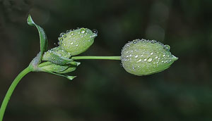 Perle d'acqua