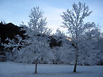 'Alberi in fiore a dicembre' in Valtorta - foto Andrea Gervasoni