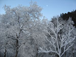 'Alberi in fiore a dicembre' in Valtorta - foto Andrea Gervasoni