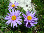 Aster alpinum - foto Andrea Gervasoni luglio 07