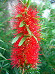 Fiore rosso di montagna - foto Andrea Gervasoni