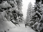 Sulla strada per le Baite di Mezzeno sopra e sotto la neve! - foto Andrea Gervason