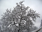 Sulla strada per le Baite di Mezzeno con tanta neve! - foto Andrea Gervason