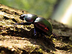 Scarabeo - foto Andrea Gervasoni