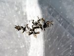  Zanzare nel ghiaccio allla Pozza di Monte Campo  (foto Andrea Gervasoni) 