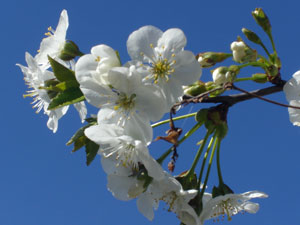Fiori di ciliegio - 4 aprile 08