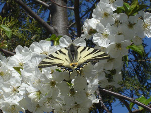 Farfalla su fiori di ciliegio - 4 aprile 08