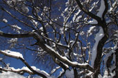Sugli alberi, dopo la nevicata
