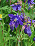 Aquilegia nel  Giardino di Ninfa a  Sermoneta (LT) - foto Armando Lombardi