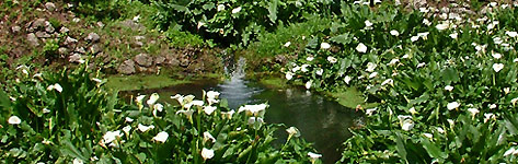 Il giardino di Ninfa