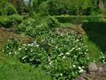 Il ruscello delle calle nei giardin di  Ninfa a Sermoneta (LT) - foto Armando Lombardi