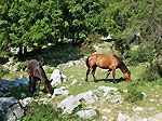 Cavalli al pascolo sui Monti Lepini (Latina)...da Armando LombardiTusilago tartara bianca - foto Luigi Giupponi