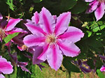 Splendido fiore nei Giardini di Ninfa a Sermoneta (LT) - foto Armando Lombardi