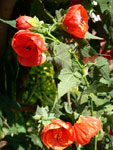 Abutilon - foto Armando Lombardi aprile 2007