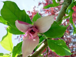 Fiori del giardino di Armando