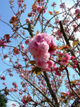 Fiore di ciliegio - foto Armando Lombardi aprile 2007