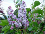 Fiore di lilla' o Serenella - foto Armando Lombardi aprile 2007