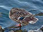 Germano al lago Fogliano nel parco omonimo, vicino al mar Tirreno (LT)