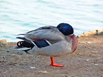 Germano al lago Fogliano nel parco omonimo, vicino al mar Tirreno (LT)