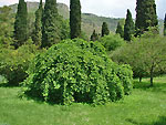 Giardini di Ninfa a Sermoneta (LT) - foto Armando Lombardi