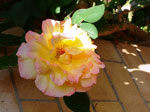 Rosa all'infiorata 'I mille fiori del Corpus Domini' nell'Abbazia di Valcisciolo (LT) - foto Armando Lombardi 10 giugno 2007