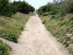 Strada pedonale 'fiorita' nellla 'Bufalara' di Sabaudia - foto Armando Lombardi