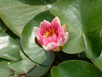 Ninfea nei Giardini di Ninfa a Sermoneta (LT) - foto Armando Lombardi